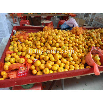 Best Price Nanfeng Baby Mandarin con buona qualità